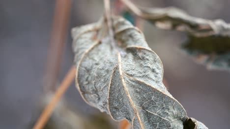 close-up of a dried leaf