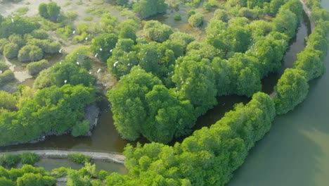 Drone-view-of-a-flock-of-storks-are-flying-and-landing-on-the-mangrove-forest,-Nha-Trang-city,-Khanh-Hoa-province,-central-Vietnam