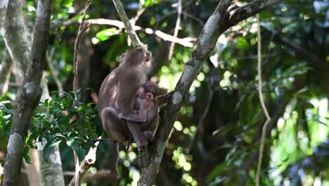 Der-Nördliche-Schweinsschwanzmakake-Ist-Ein-Primat,-Der-Häufig-Im-Khao-Yai-Nationalpark-Vorkommt,-Obwohl-Er-Eine-Gefährdete-Art-Ist