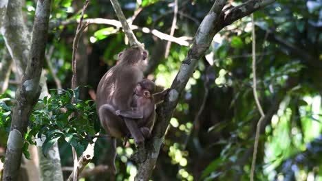 el macaco de cola de cerdo del norte es un primate que se encuentra comúnmente en el parque nacional de khao yai, aunque es una especie vulnerable