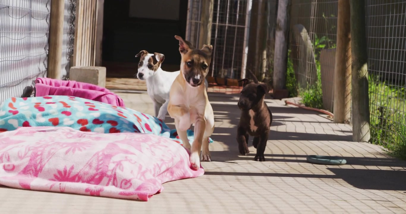 Tre cani che escono da una porta, giocano sul ponte, con badge UI per la cura degli animali domestici che fluttuano, si sovrappongono e si avvicinano allo spettatore.
