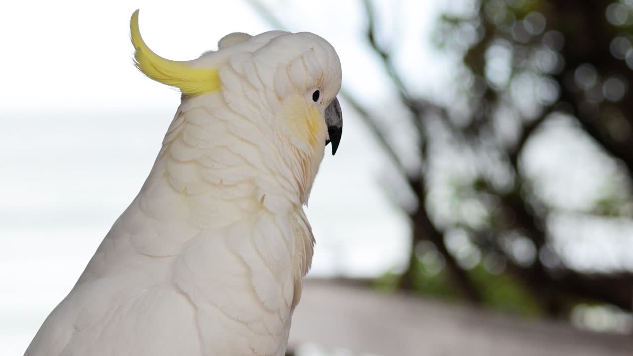 바다 근처 에 서 있는 카카투