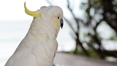 una cacatúa sentada cerca del océano