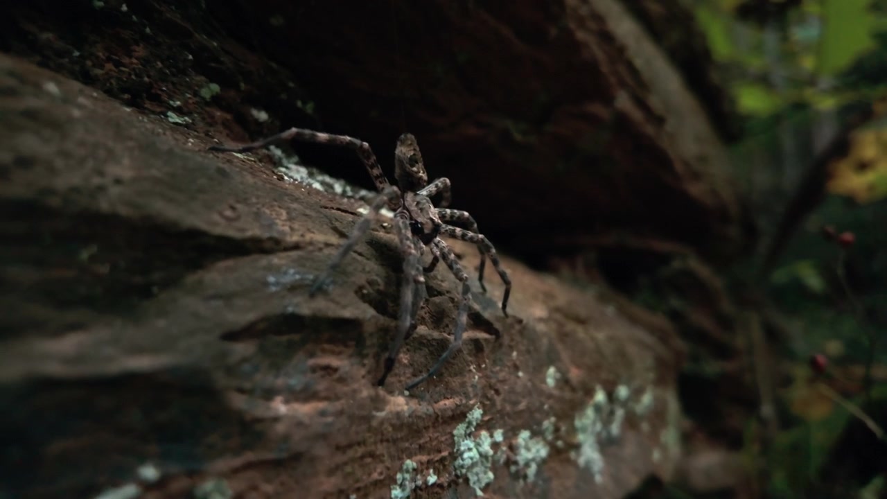 A Close-up View of a Spider Resting on a Textured Tree Trunk Surrounded by the Natural Forest Environment of Shenandoah National Park, Virginia, USA