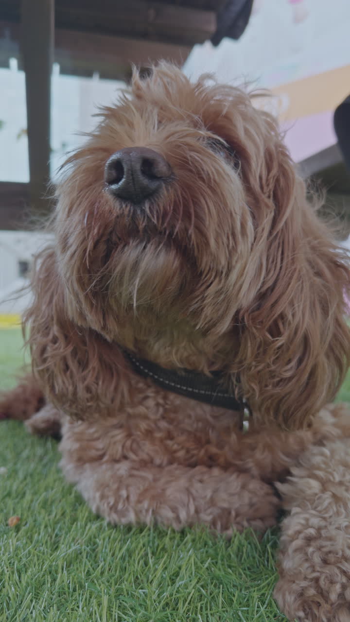 사랑스러운 카바푸 개가 밖에서 수직으로 휴식을 취하고 있습니다.