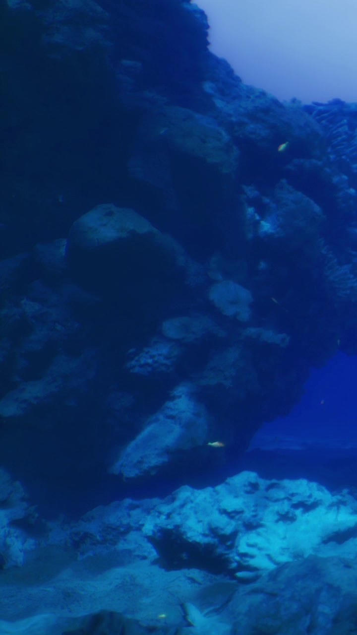 Vista submarina de rocas y vida marina en un entorno oceánico azul profundo.