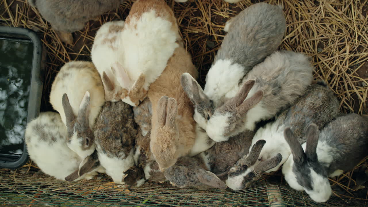 Um grupo de coelhos em uma gaiola