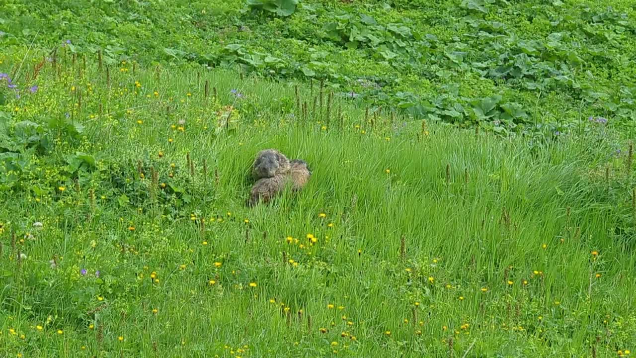 dos marmotas en un prado alpino verde acurrucándose y comiendo