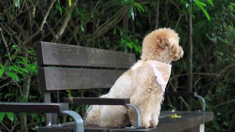 Cute-little-cockapoo-puppy-sitting-on-park-bench
