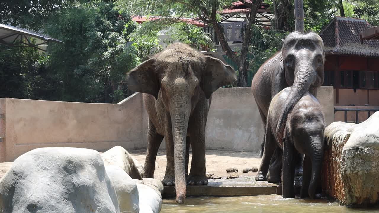 ゾウ が 動物 園 で 浴びる