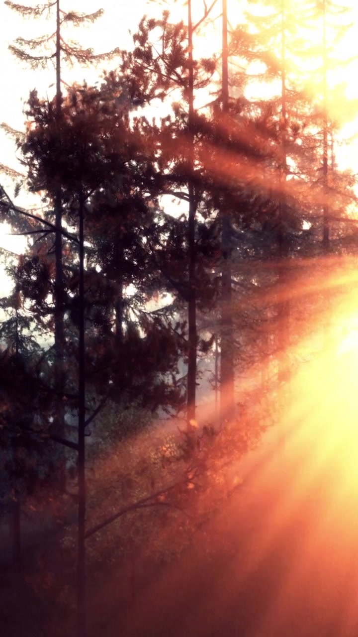 Raggi di sole che filtrano tra gli alberi in un bosco all'alba.