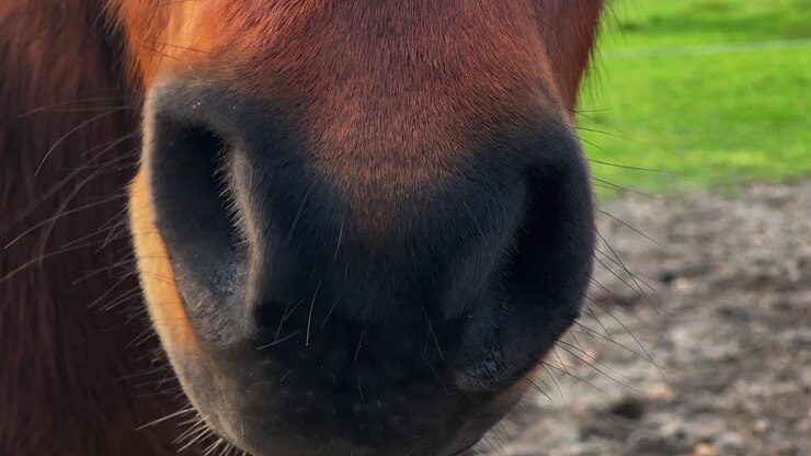 Close up shot of a brown pony's nose