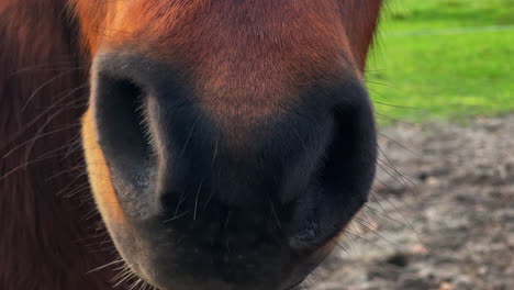 primer plano de la nariz de un pony marrón