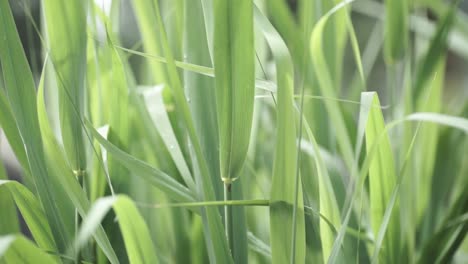 un primer plano de la hierba verde y exuberante