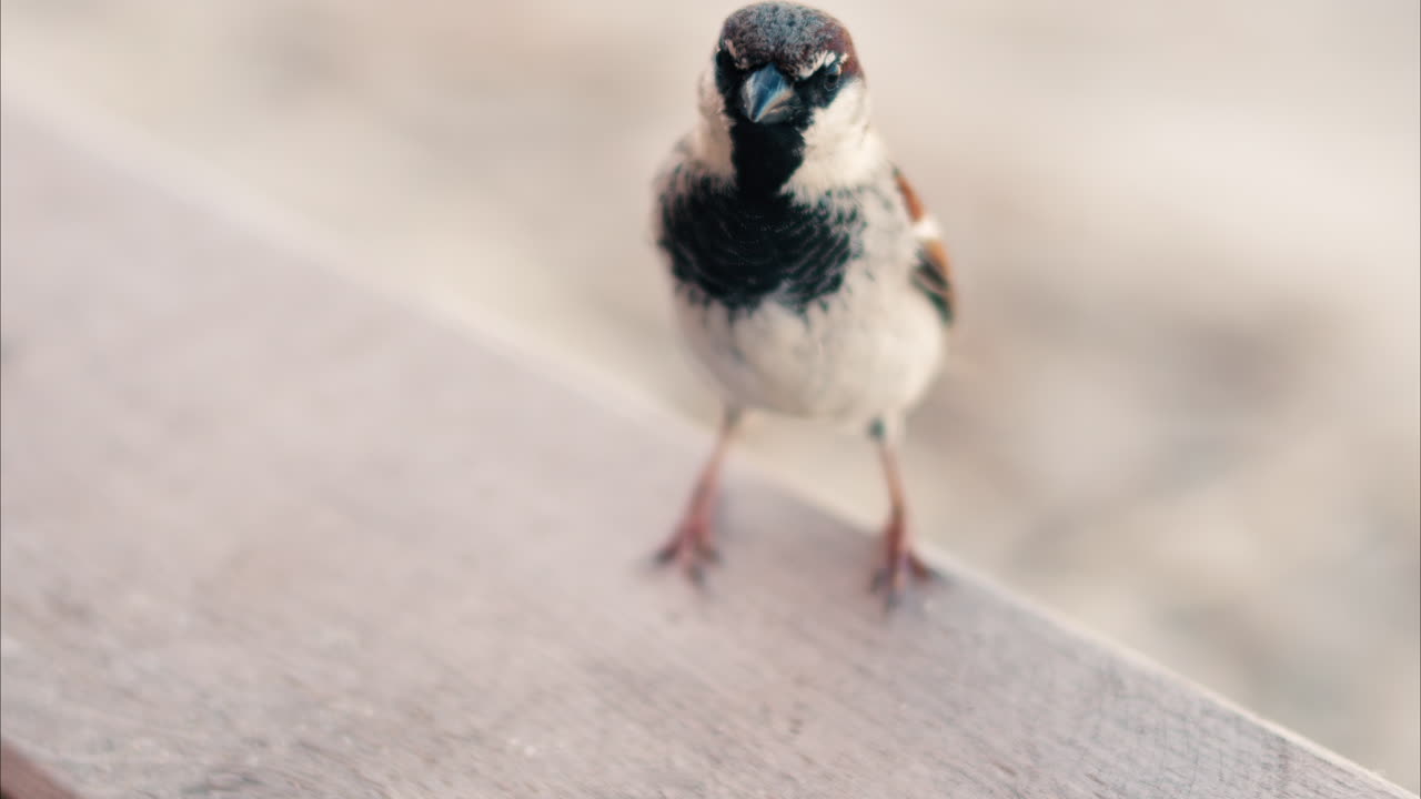Close up of a sparrow sitting on a wooden surface with a blurred background of the beach