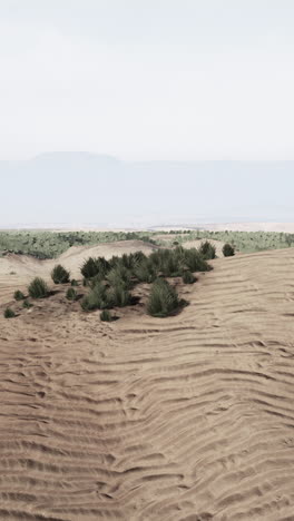 paisaje desértico con escasa vegetación