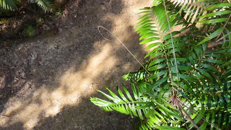 top-down drone footage glides above a sunlit rainforest path, highlighting lush green palm fronds and dappled forest floor in natural daylight