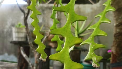 view of sawtooth agave close-up 4k