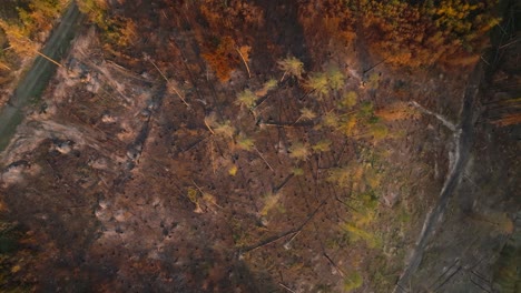 aerial view of burned forest after wildfire