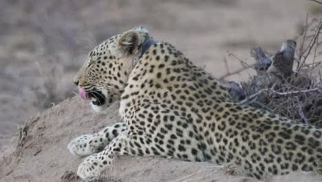 Leopard-Faulenzen-Im-Naturschutzgebiet-Okonjima-Aus-Nächster-Nähe