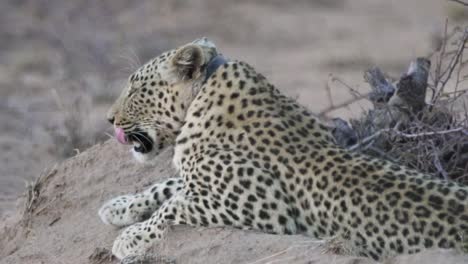 leopardo descansando en la reserva natural de okonjima de cerca