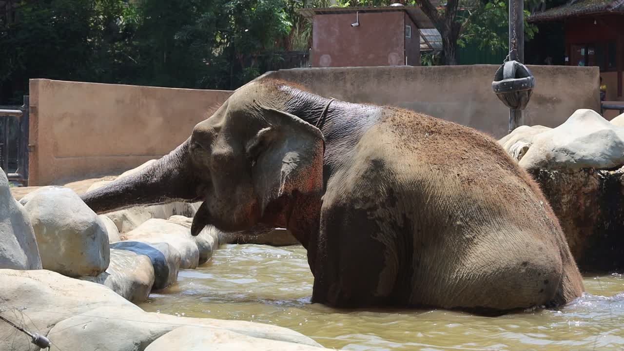 Elephant Bathing in Zoo