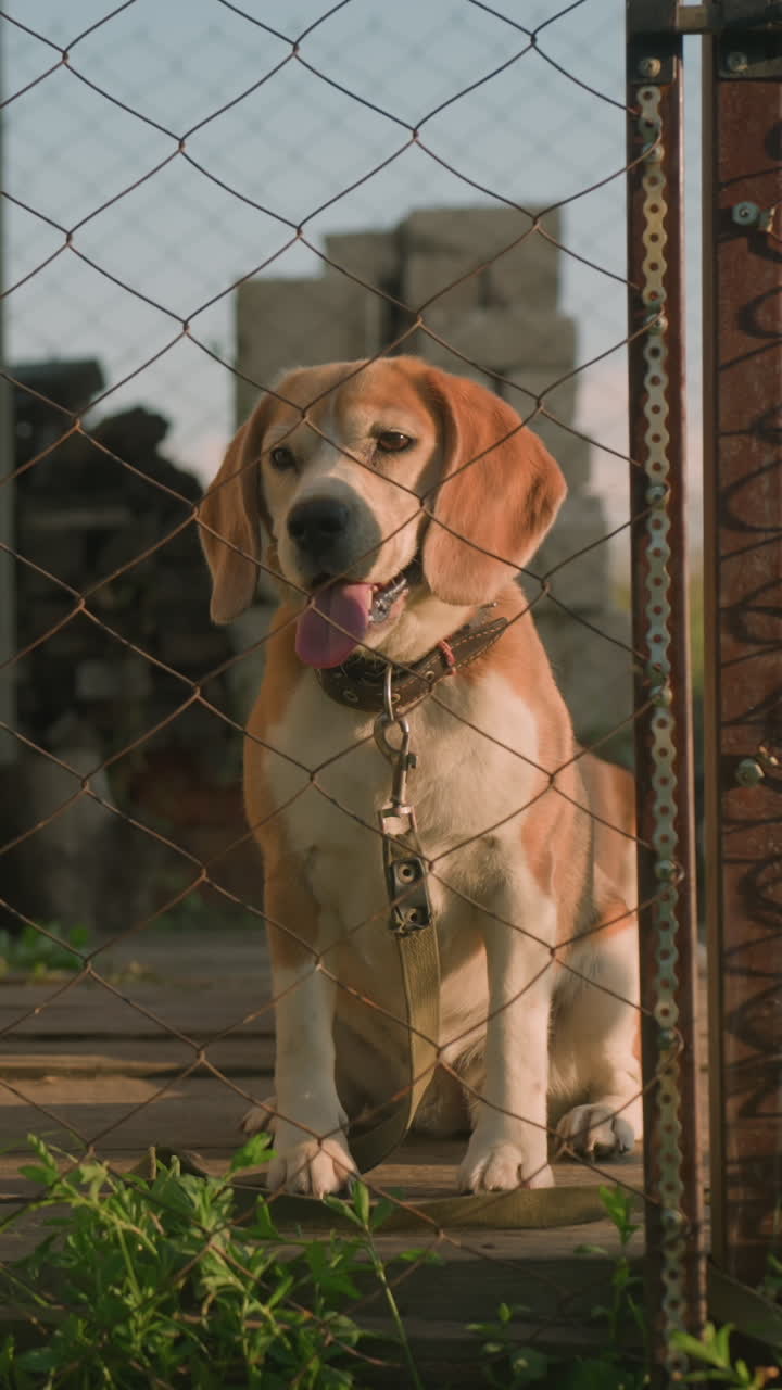 perro beagle sentado en silencio detrás de una valla de cadena, apareciendo relajado y un poco cansado, en un entorno al aire libre soleado con edificio de madera en el fondo y vegetación dispersa