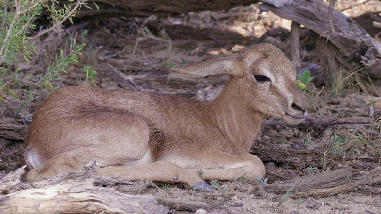 adorable y tímido ternero springbok tendido y descansando a la sombra
