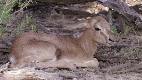 adorable timid springbok calf laying and resting in the shade