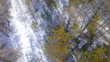 Drone-flies-over-green-fir-trees-in-winter-4k