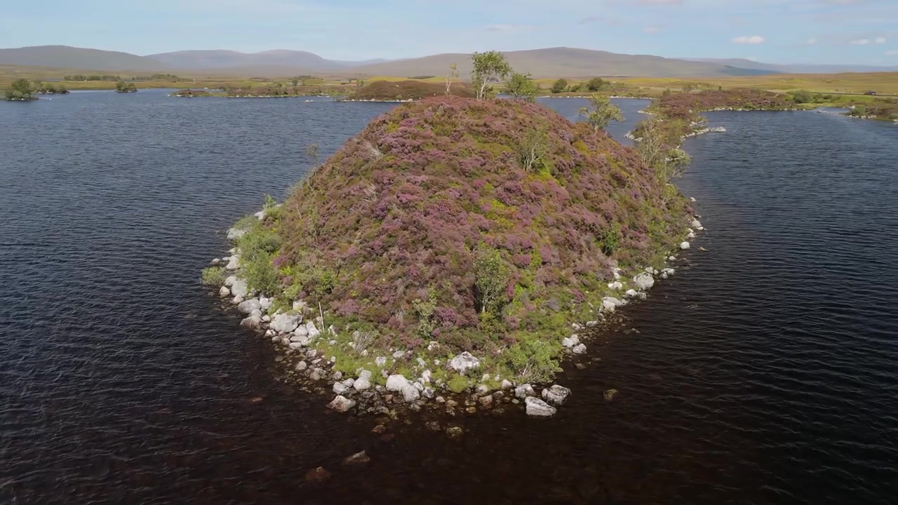 Toma de dron cercana de brezo en flor en una isla rocosa, lago Rannoch Moor
