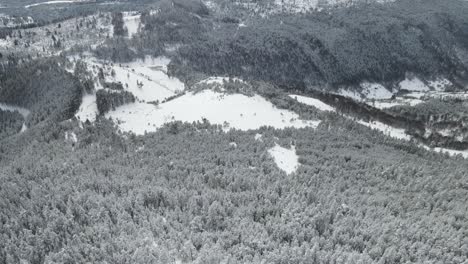 Toma-Aérea-De-Un-Hermoso-Bosque-De-Coníferas-Cubierto-De-Nieve