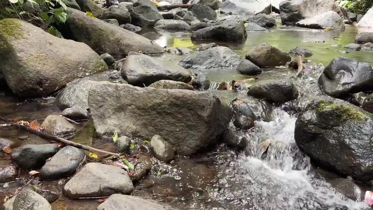 Clear Water Flowing Over Rocks in a Forest Stream