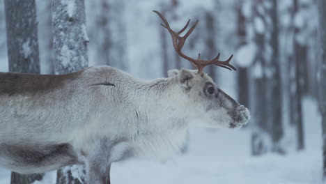 slowmotion close up of a reindeer looking to a camera and turning head away