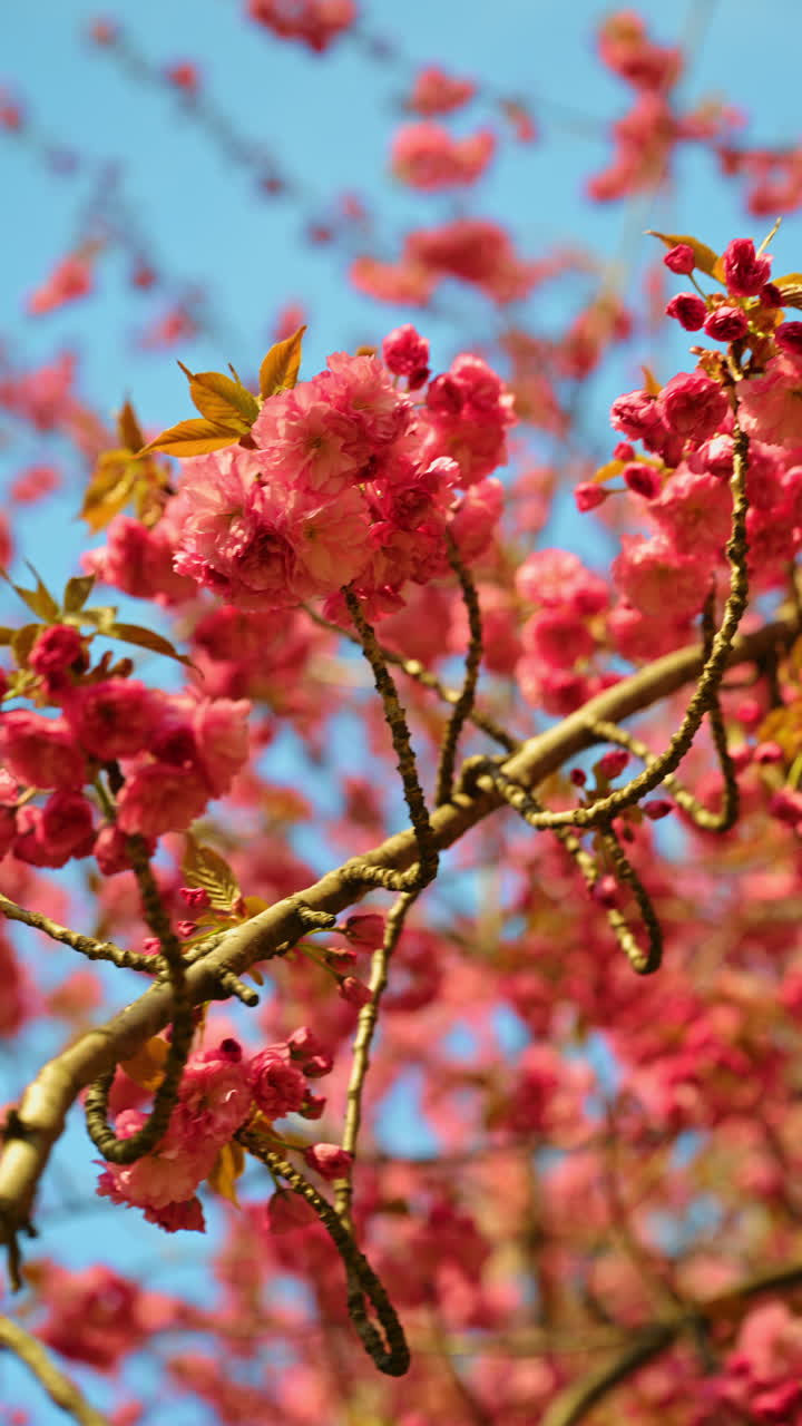 Primo piano di fiori di ciliegio Kwanzan rosa contro il cielo. Primo piano tecnico di grappoli di fiori di ciliegio Kwanzan rosa su un ramo contro un cielo azzurro limpido.