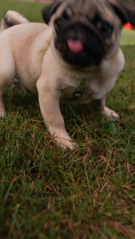 pug puppy playing in park during yoga session