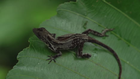 overhead macro shot of gecko sitting on leaf in costa rica jungle, slow motion