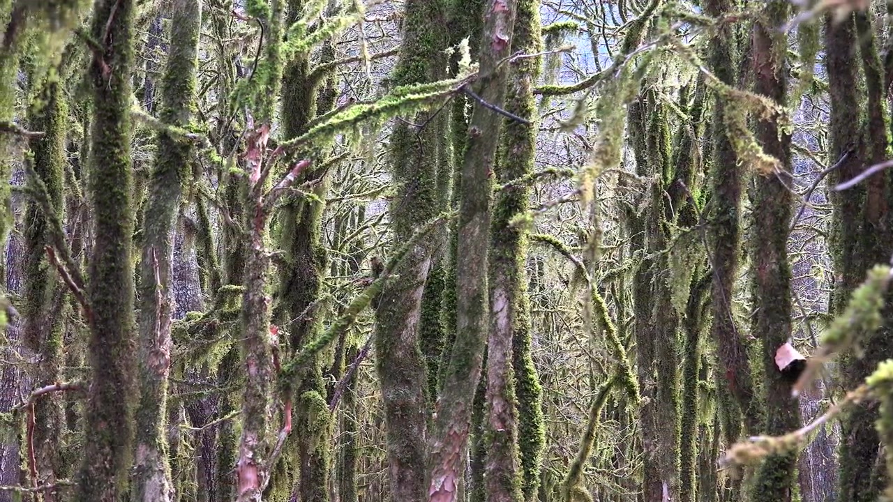 Alberi coperti di muschio in una fitta foresta pluviale temperata