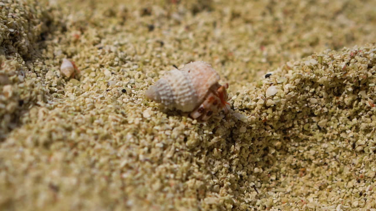 A small crab struggles on soft Aitutaki sand, showing resilience and motion outdoors