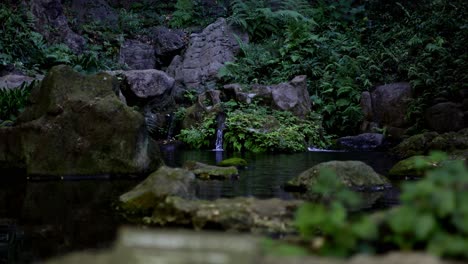la hermosa vista en los jardines de rikugien