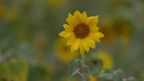 Schöne-Sonnenblume,-Die-Am-Morgen-Blüht