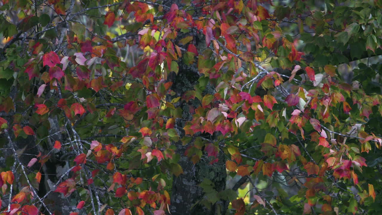 hojas moradas, rojas y verdes durante el otoño, cámara lenta