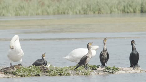 birds rest on a small island of land in a pond