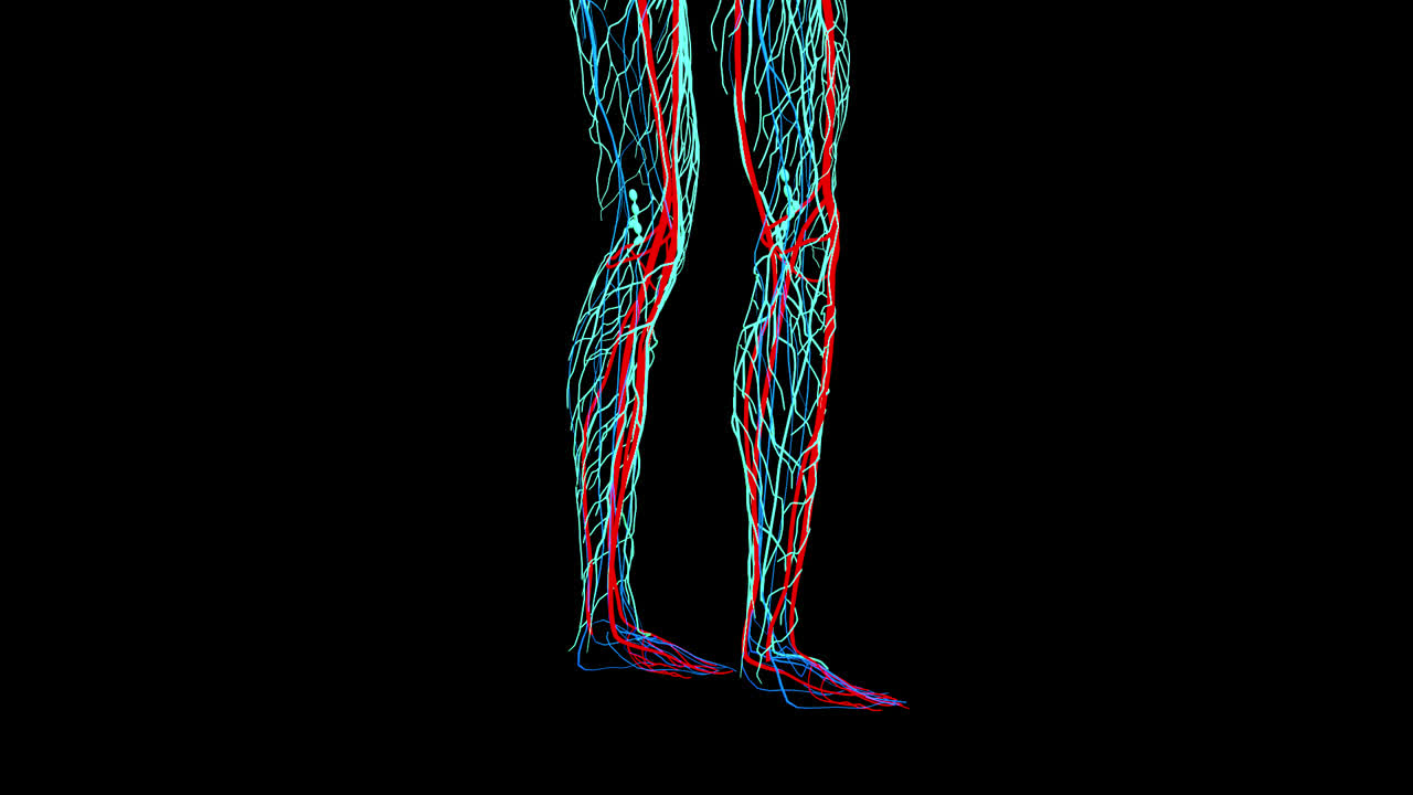 Legs Nervous System With Alpha Channel