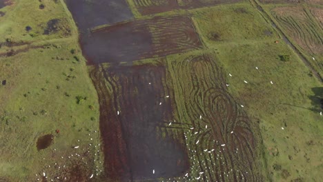 White-birds-are-flying-above-the-rice-field-in-Sri-Lanka