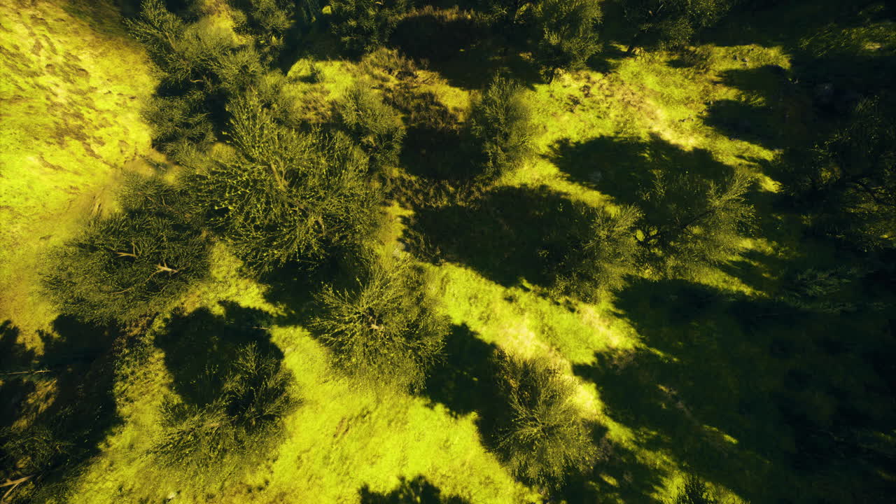 Lush green forest floor with patterns of light and shadow during midday