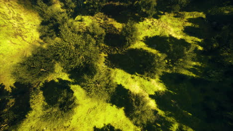 lush green forest floor with patterns of light and shadow during midday