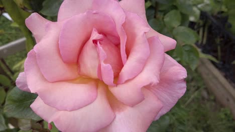 compassion rose showing open petals