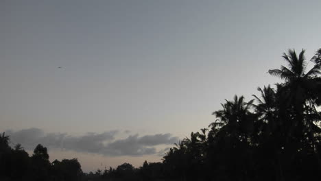 Palm-Trees-And-A-Flock-Of-Birds-Are-High-In-The-Sky