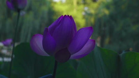 Lotus-flower-blooming-in-the-shade